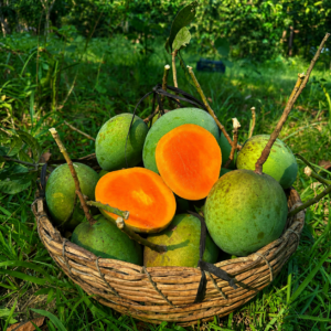 mango-02.png