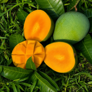 mango-03.png