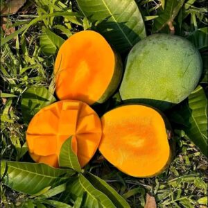 গোবিন্দ ভোগ আম ১০ কেজি